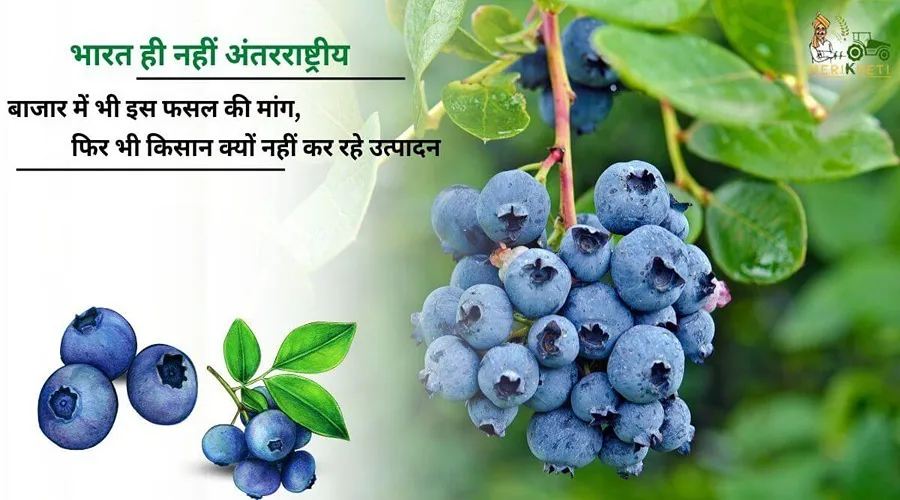 भारत ही नहीं अंतरराष्ट्रीय बाजार में भी इस फसल की मांग, फिर भी किसान क्यों नहीं कर रहे उत्पादन