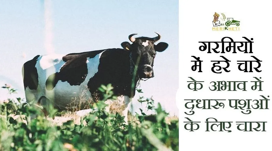 गर्मियों में हरे चारे के अभाव में दुधारू पशुओं के लिए चारा