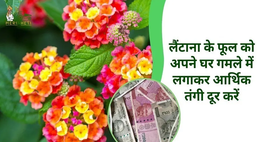 लैंटाना के फूल को अपने घर गमले में लगाकर आर्थिक तंगी दूर करें