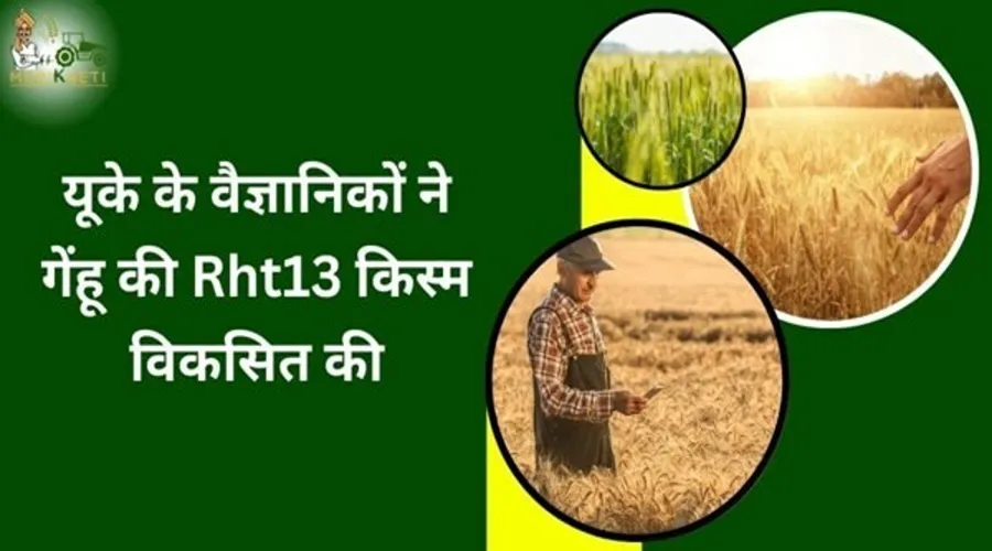 यूके के वैज्ञानिकों ने गेंहू की Rht13 किस्म विकसित की