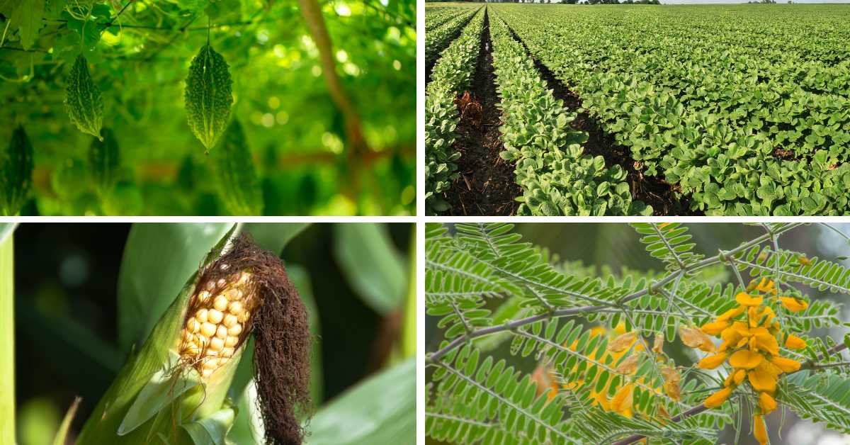 अप्रैल माह में उगाई जाने वाली फसलें और कृषि कार्यों की जानकारी  
