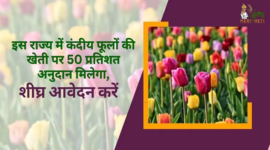 इस राज्य में कंदीय फूलों की खेती पर 50 प्रतिशत अनुदान मिलेगा, शीघ्र आवेदन करें