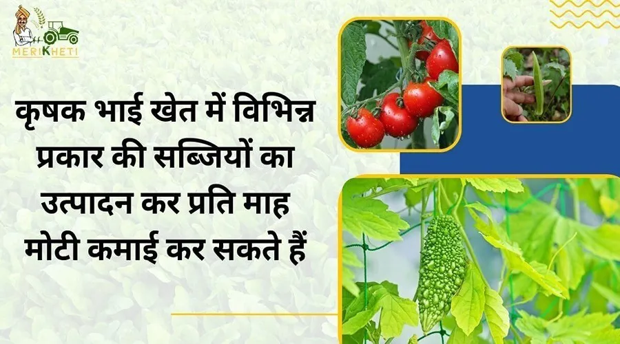 कृषक भाई खेत में विभिन्न प्रकार की सब्जियों का उत्पादन कर प्रति माह मोटी कमाई कर सकते हैं