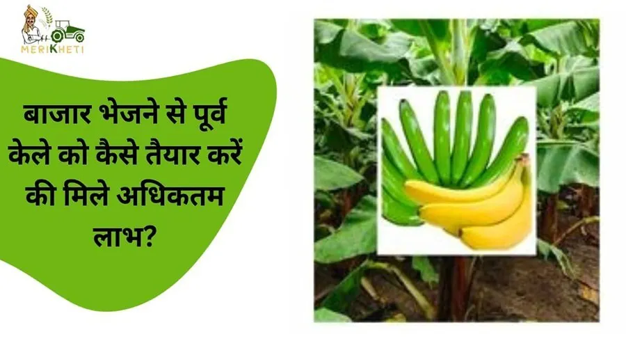 बाजार भेजने से पूर्व केले को कैसे तैयार करें की मिले अधिकतम लाभ?