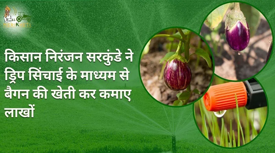 किसान निरंजन सरकुंडे ने ड्रिप सिंचाई के माध्यम से बैगन की खेती कर कमाए लाखों