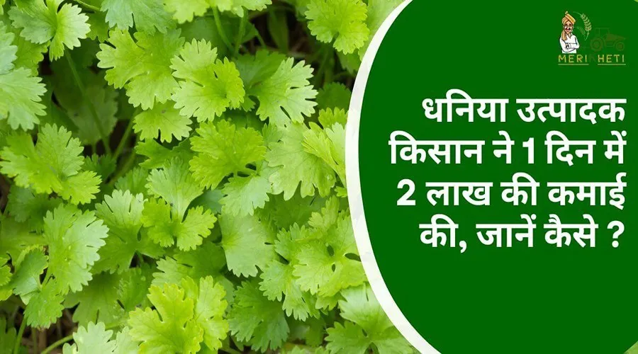 धनिया उत्पादक किसान ने 1 दिन में 2 लाख की कमाई की, जानें कैसे