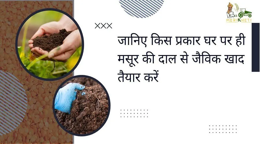 जानिए किस प्रकार घर पर ही मसूर की दाल से जैविक खाद तैयार करें