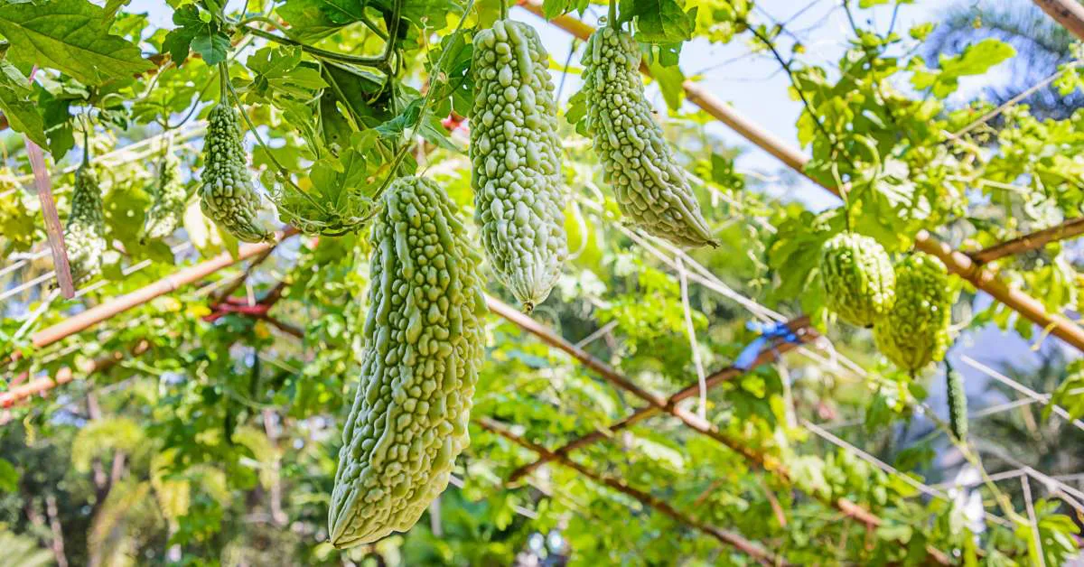 ग्रीष्मकालीन करेले की उन्नत किस्मों की जानकारी 