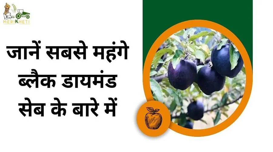 Black Diamond Apple: जानें सबसे महंगे ब्लैक डायमंड सेब के बारे में