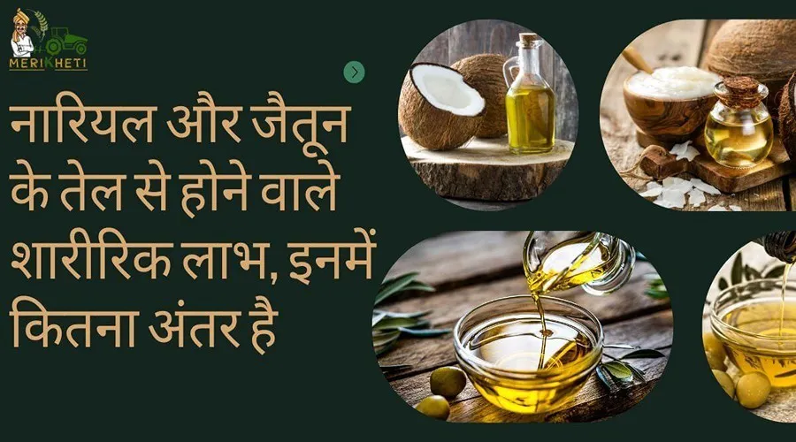 नारियल और जैतून के तेल से होने वाले शारीरिक लाभ, इनमें कितना अंतर है