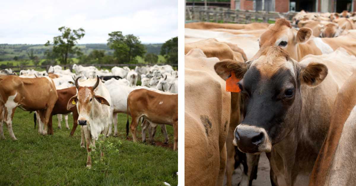 जानें देसी गाय और जर्सी गाय में अंतर और दुग्ध उत्पादन क्षमता
