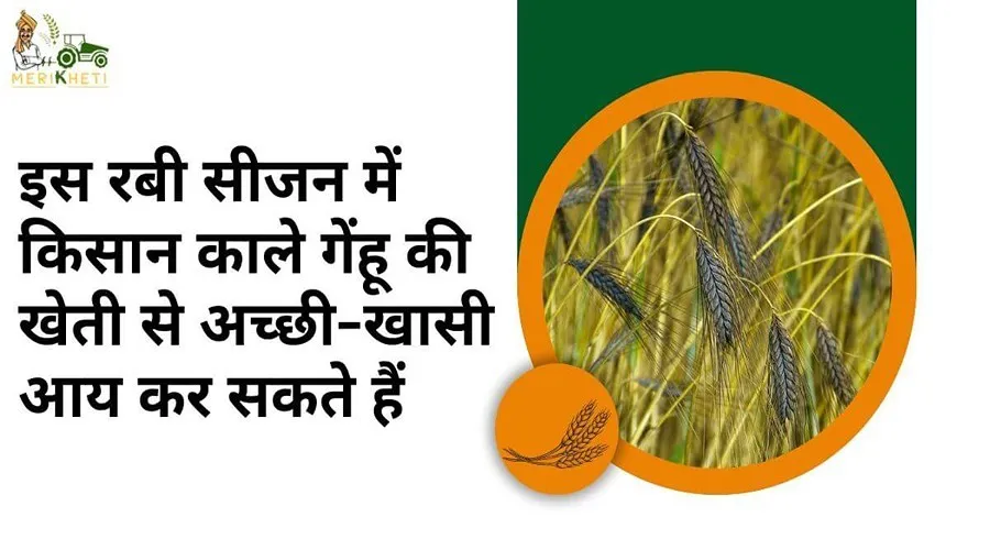 इस रबी सीजन में किसान काले गेहूं की खेती से अच्छी-खासी आय कर सकते हैं