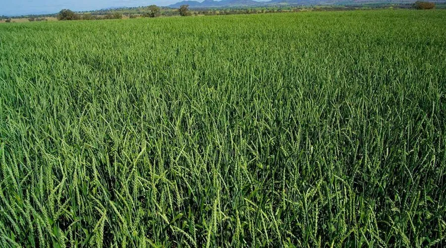 HD 2967 Wheat Variety in English: This variety of wheat can provide great yields to farmers