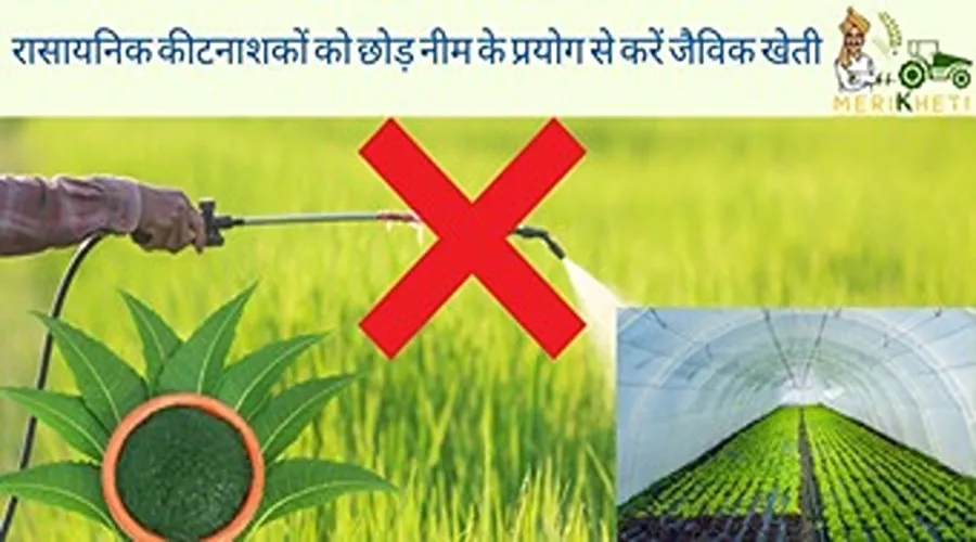 रासायनिक कीटनाशकों को छोड़ नीम के प्रयोग से करें जैविक खेती