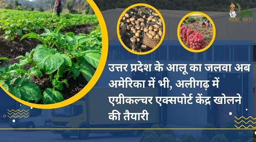 उत्तर प्रदेश के आलू का जलवा अब अमेरिका में भी, अलीगढ़ में एग्रीकल्चर एक्सपोर्ट केंद्र खोलने की तैयारी