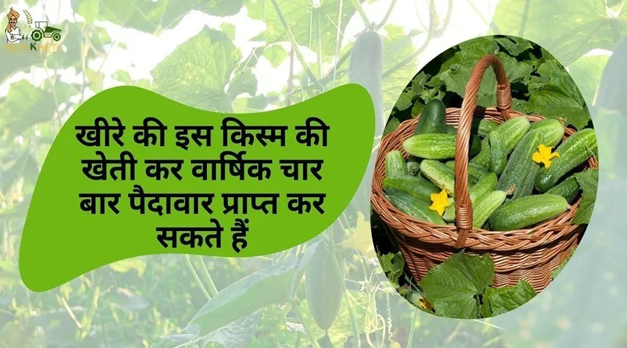 खीरे की इस किस्म की खेती कर वार्षिक चार बार पैदावार प्राप्त कर सकते हैं