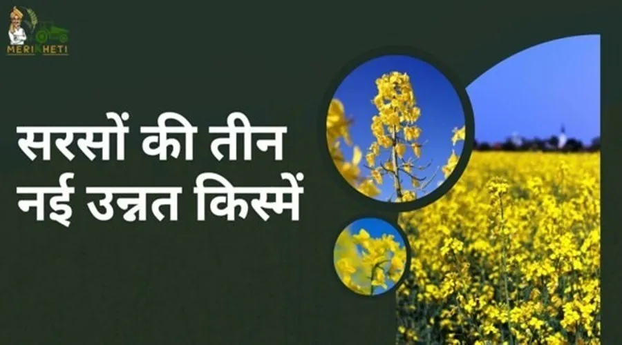  Agricultural scientists developed three new improved varieties of mustard, know their specialties.