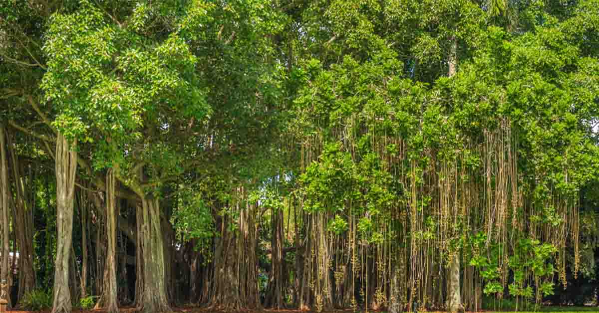 भारत में चंदन की खेती से जुडी सम्पूर्ण जानकारी 