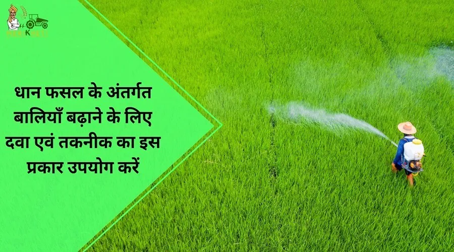 धान की फसल के अंतर्गत बालियां बढ़ाने के लिए दवा एवं तकनीक का इस प्रकार उपयोग करें
