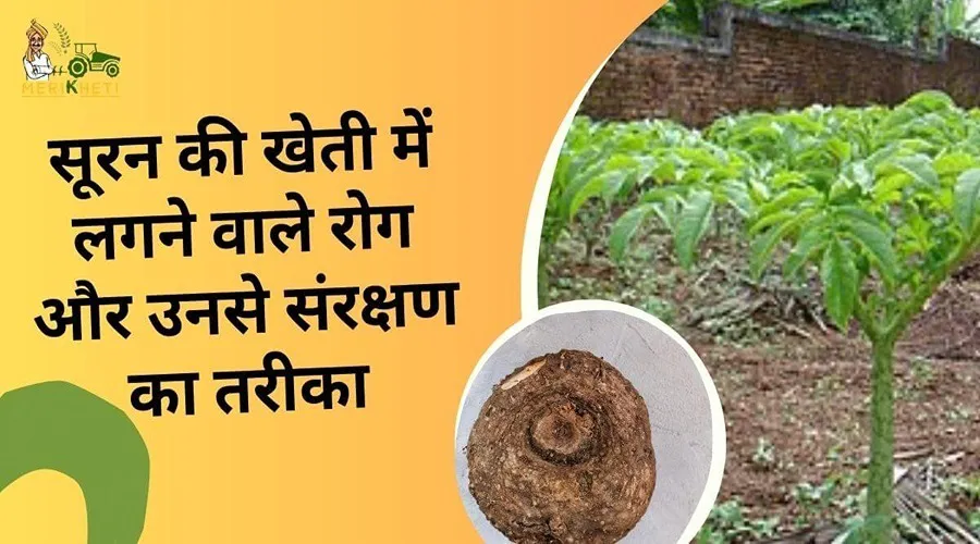 सूरन की खेती में लगने वाले रोग और उनसे संरक्षण का तरीका 