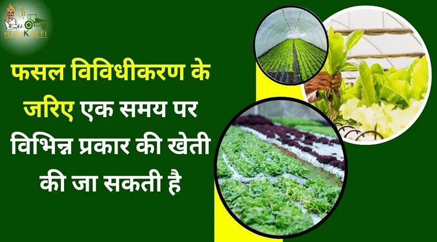 फसल विविधीकरण के जरिए एक समय पर विभिन्न प्रकार की खेती की जा सकती है