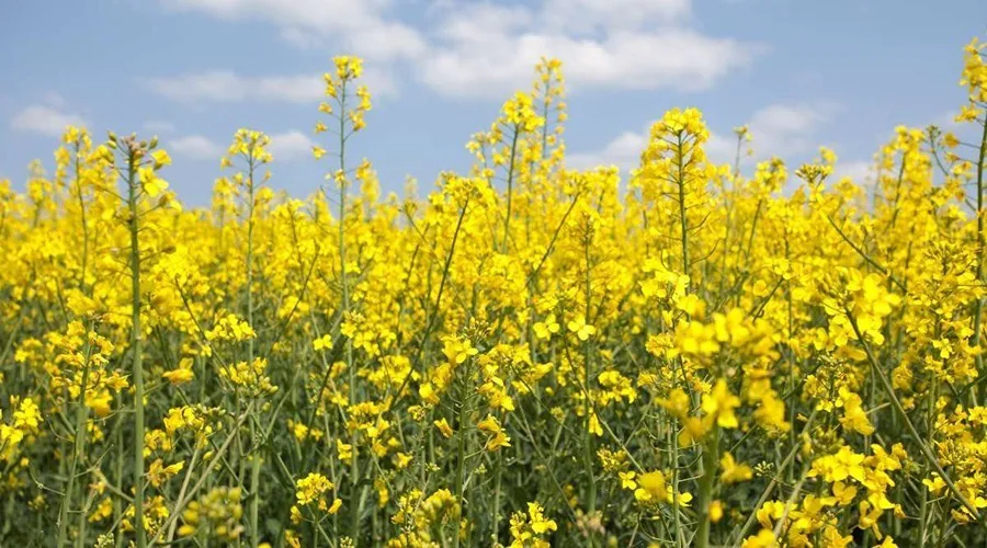 Important information for Mustard Farming during Rabi Season