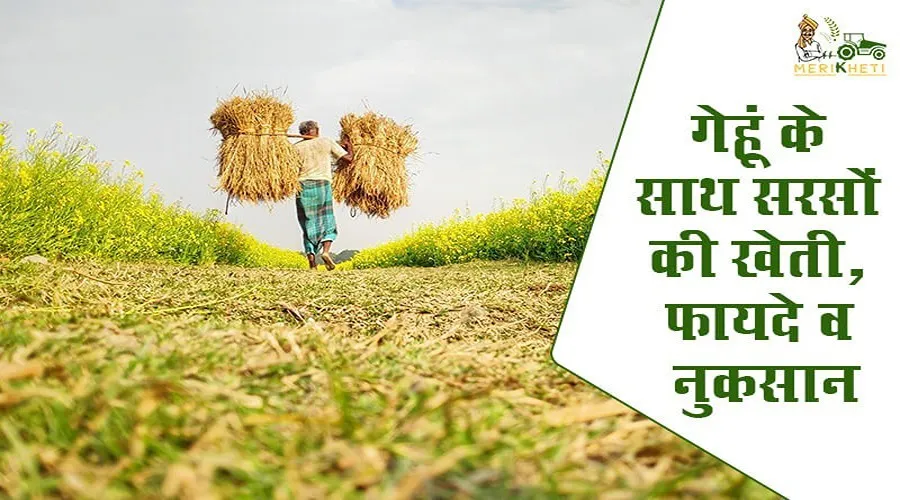 गेहूं के साथ सरसों की खेती, फायदे व नुकसान