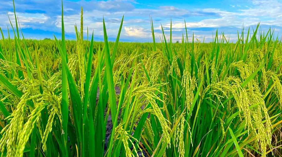 दून बासमती किस्म के चावल का स्वाद और उत्पादन कैसा होता है ?