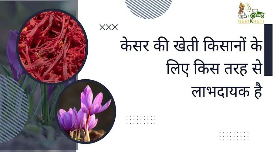 केसर की खेती किसानों के लिए किस तरह से लाभदायक है