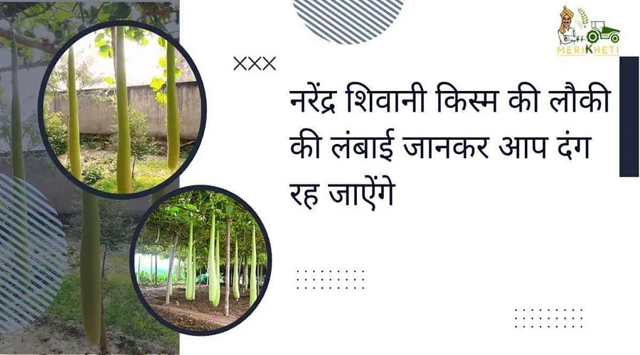 नरेंद्र शिवानी किस्म की लौकी की लंबाई जानकर आप दंग रह जाऐंगे
