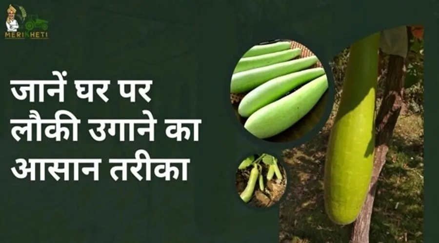 जानें घर पर लौकी उगाने का आसान तरीका