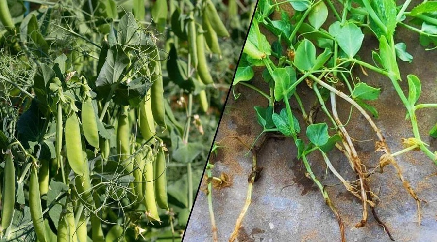  How to manage the problem of rotting roots in peas and other pulses crops and yellowing of plants ?