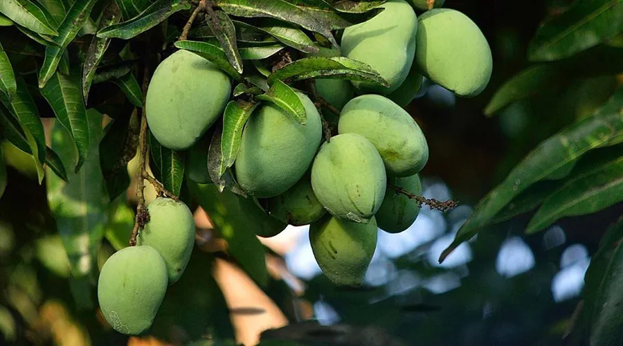 अब उत्तर प्रदेश के आम उत्पादकों को प्राकृतिक आपदाओं की क्षतिपूर्ति भी मिलेगी