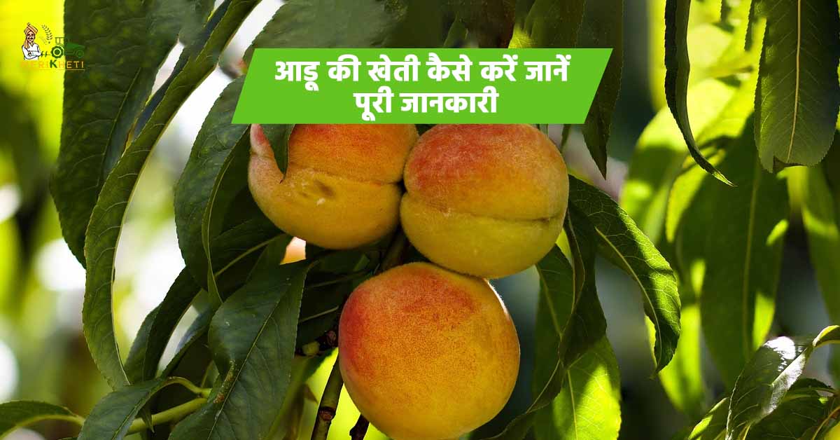 Peach Farming - आड़ू की खेती से जुडी सम्पूर्ण जानकारी  