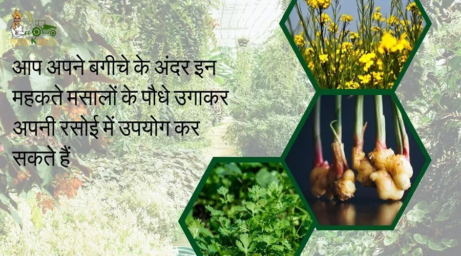 आप अपने बगीचे के अंदर इन महकते मसालों के पौधे उगाकर अपनी रसोई में उपयोग कर सकते हैं