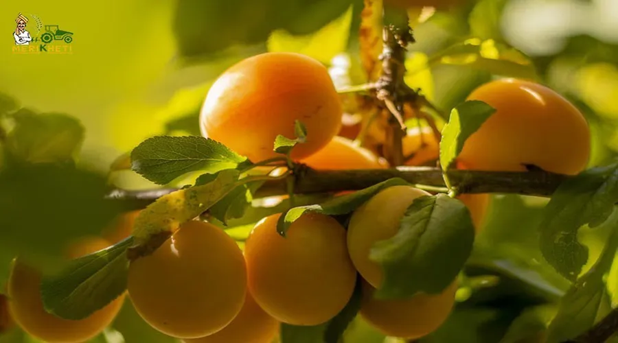 खुबानी (रेड बोलेरो एप्रिकॉट) Red Bolero Apricot ki Kheti ki jaankari Hindi mein