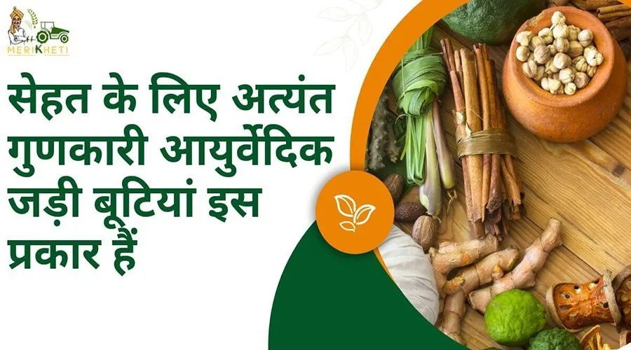 सेहत के लिए अत्यंत गुणकारी आयुर्वेदिक जड़ी बूटियां इस प्रकार हैं