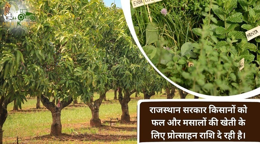 राजस्थान सरकार किसानों को फल और मसालों की खेती के लिए प्रोत्साहन राशि दे रही है।