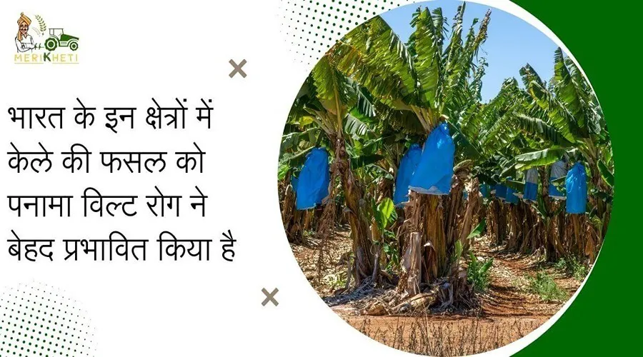 भारत के इन क्षेत्रों में केले की फसल को पनामा विल्ट रोग ने बेहद प्रभावित किया है