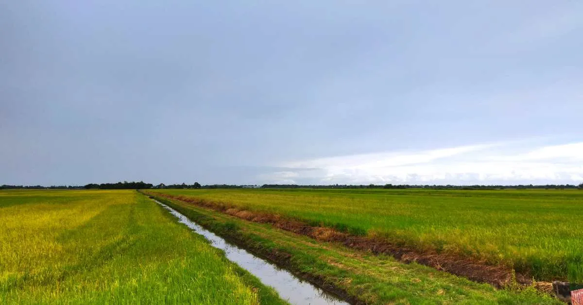IMD ने इस मानसून में सामान्य से अधिक वर्षा की संभावना जताई है  