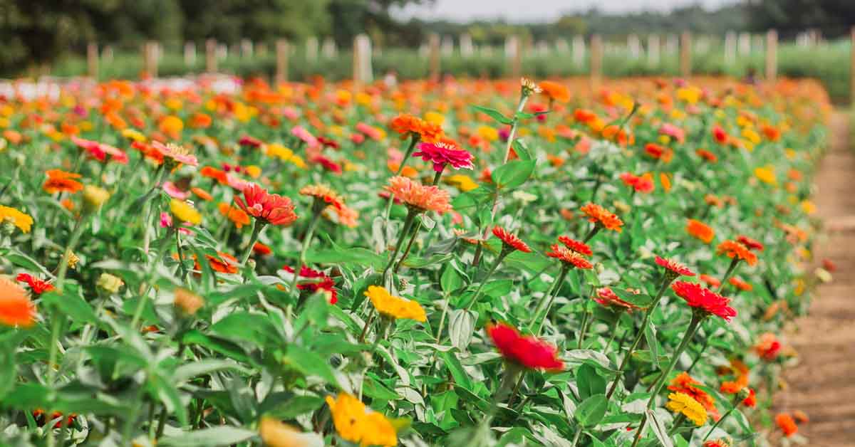 A vibrant field of flowers in full bloom, showcasing red, orange, yellow, and pink blossoms under a clear sky
