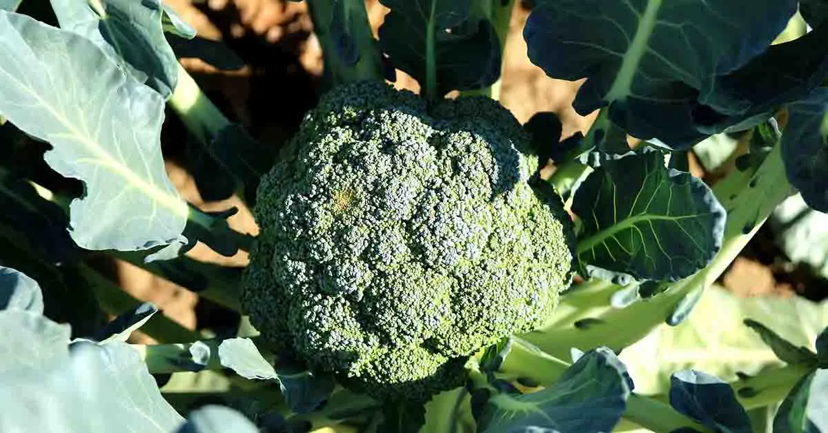 Broccoli farming in India: Varieties, Nutritional Value, and Health Benefits
