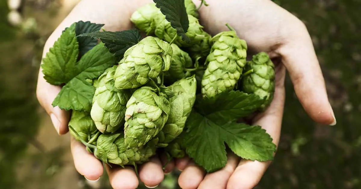 Hop Shoots Farming in India: Cultivation Process, Benefits, and Market Value