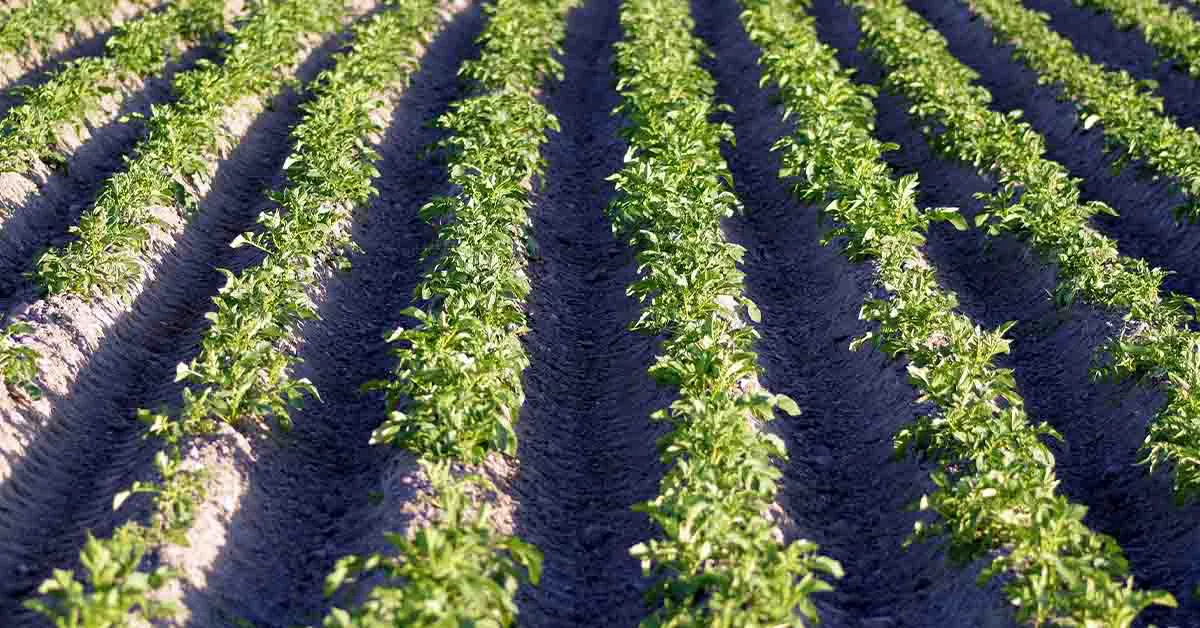  Subsistence Farming in India 