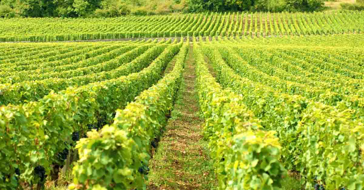 Ley farming  - आगामी फसलों के लिए नाइट्रोजन सामग्री में सुधार