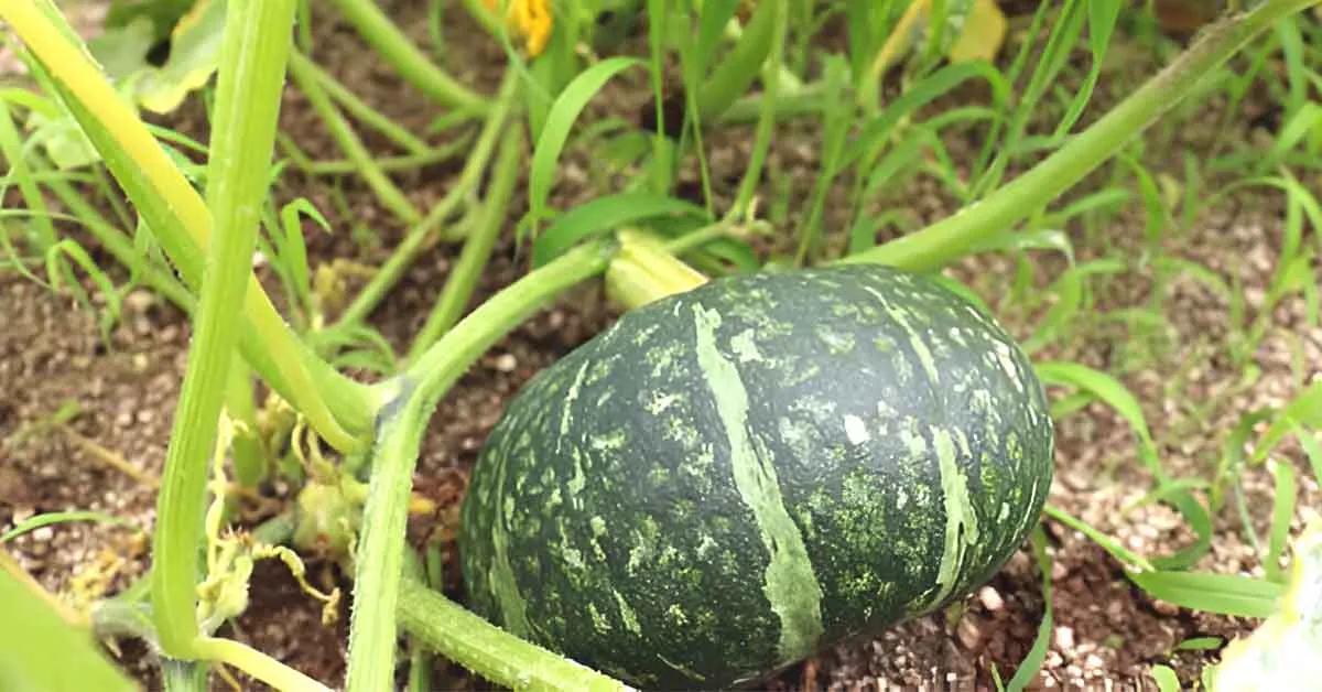 Pumpkin Farming in India: Cultivation, Best Varieties, Benefits & Harvesting Guide