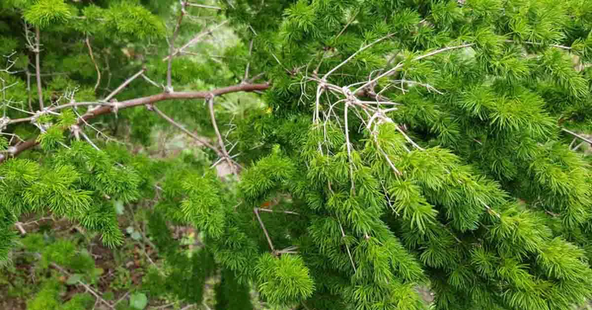 शतावरी की खेती कैसे करें? जानें बुवाई, खाद, सिंचाई और कटाई की पूरी जानकारी