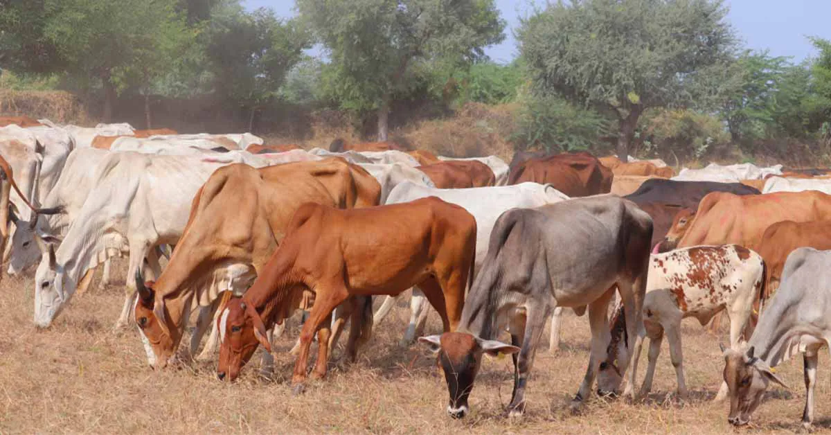 भारत में गायों की नस्लें - भारत में गाय की प्रमुख दुग्ध उत्पादक नस्लें 