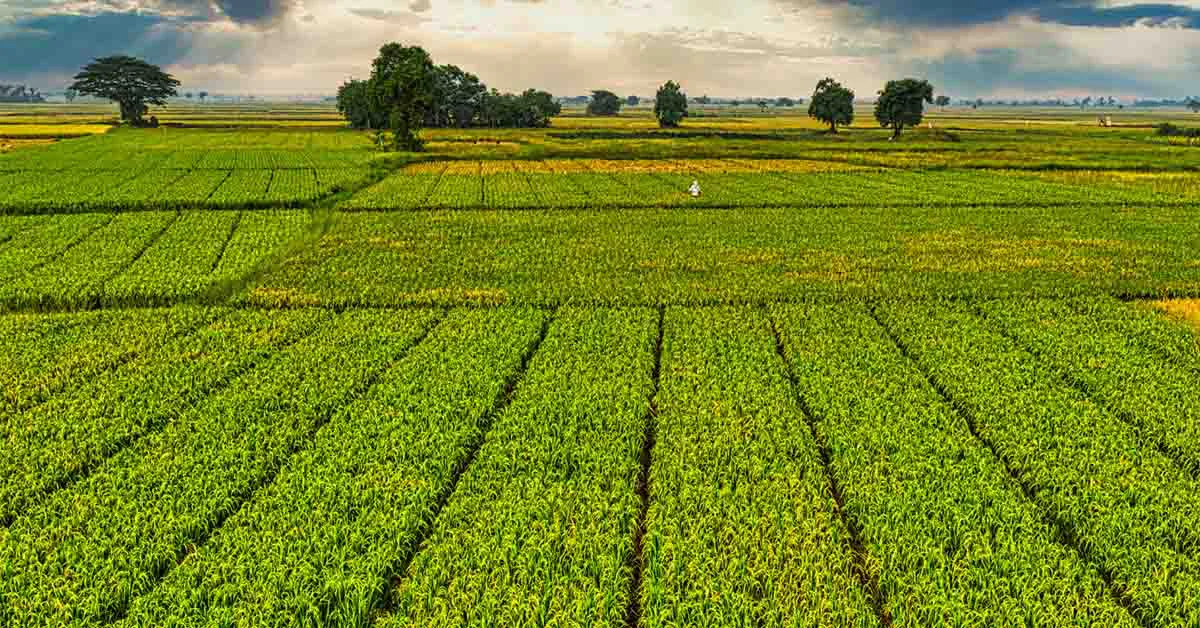  उन्नत किस्में किस तरह फसल उत्पादन में अपना बहुमूल्य योगदान देती हैं 