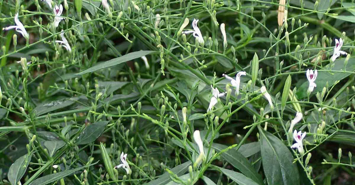 कालमेघ क्या है और इसका उत्पादन कैसे किया जाता है? 